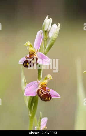 Ophrys apifera, auch bekannt als Bienenorchidee Stockfoto
