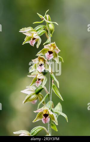 Epipactis helleborine, auch bekannt als breites Helleborin, breitblättriges Helleborin Stockfoto