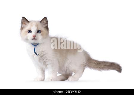 Süßes, zweifarbiges Ragdoll-Kätzchen, seitlich stehend. Mit blauen Augen in die Kamera. Isoliert auf weißem Hintergrund. Stockfoto