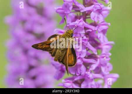 Gymnadenia conopsea, Fragant Orchidee, Marsh Fragant, Kreide-Orchidee mit Ochlodes sylvanus Stockfoto