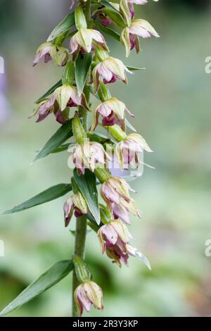 Epipactis helleborine, auch bekannt als breites Helleborin, breitblättriges Helleborin Stockfoto