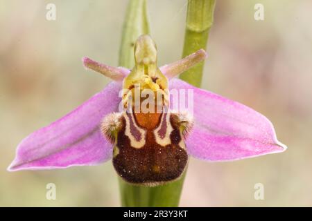 Ophrys apifera, auch bekannt als Bienenorchidee Stockfoto
