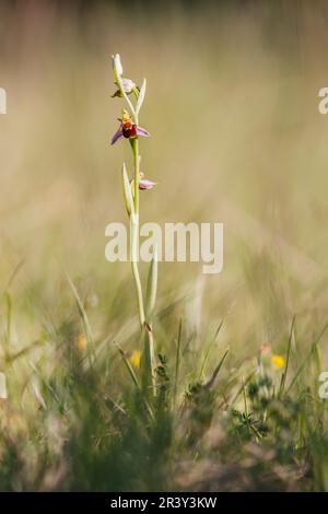 Ophrys apifera, auch bekannt als Bienenorchidee Stockfoto