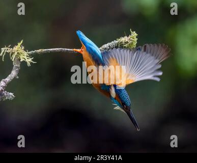 Ein erwachsener europäischer Kingfisher (Alcedo atthis), der mitten im Flug in einen Fluss springt, um Fische zu fangen Stockfoto