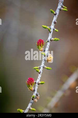 Lärche, gelbe männliche Blume und rote weibliche Blüten Stockfoto