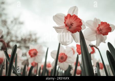 Narcissus Stockfoto