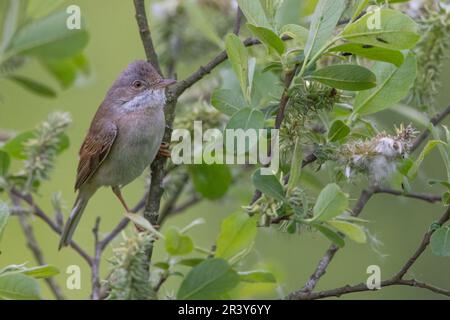 Whitethroat (Sylvia communis) in Perth, Perthshire, Schottland, Großbritannien. Stockfoto