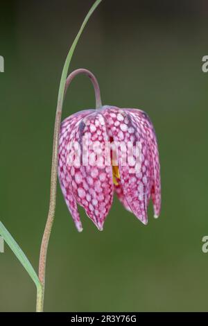 Fritillaria meleagris, bekannt als Snake's Fritillary, Snake's Head, Schachblume, Lazarus Bell Stockfoto