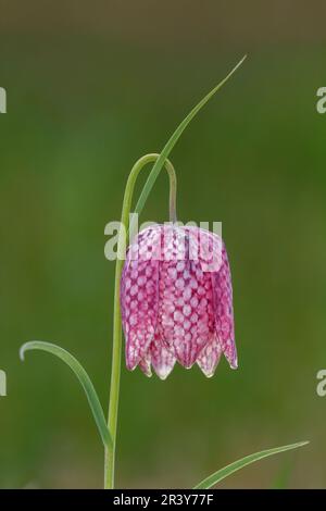 Fritillaria meleagris, bekannt als Snake's Fritillary, Snake's Head, Schachblume, Lazarus Bell Stockfoto