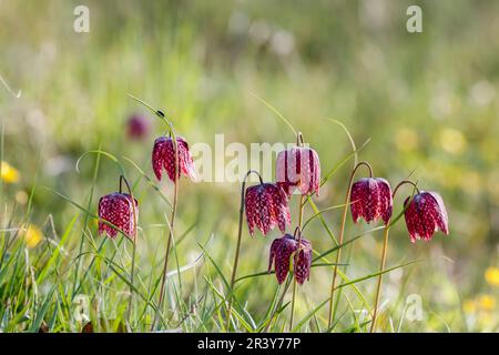 Fritillaria meleagris, bekannt als Snake's Fritillary, Snake's Head, Schachblume, Lazarus Bell Stockfoto