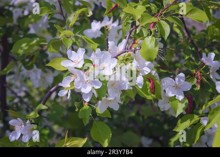 Apfelblüte, Malus asiatica, Blumen mit genagelten Blütenblättern aus der Nähe. Stockfoto