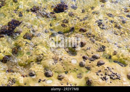 Natürliche Textur, Barnacle und Austernschalen auf einem Felsen am Strand eingebettet, abstrakter Hintergrund Stockfoto