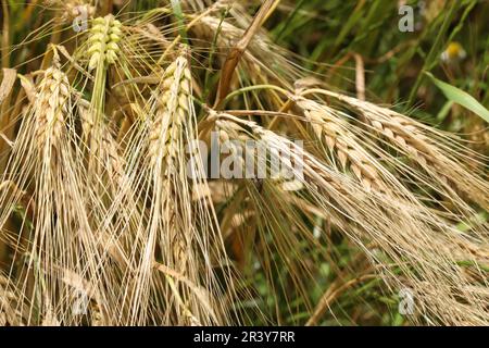 Roggenohren auf dem Feld Stockfoto