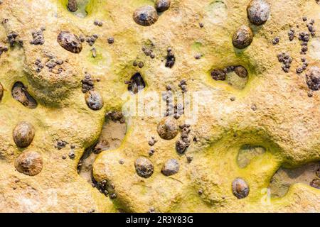 Natürliche Textur, Barnacle und Austernschalen auf einem Felsen am Strand eingebettet, abstrakter Hintergrund Stockfoto