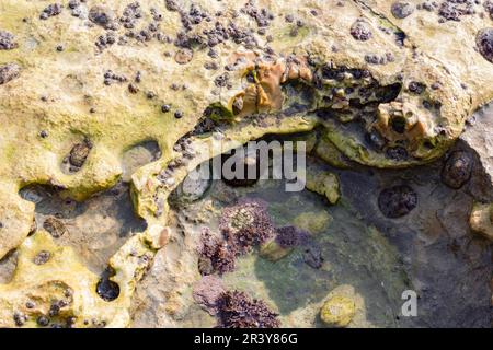 Natürliche Textur, Barnacle und Austernschalen auf einem Felsen am Strand eingebettet, abstrakter Hintergrund Stockfoto