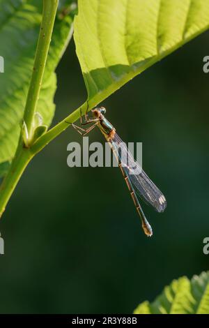 Chalcolestes viridis, bekannt als Grüne Smaragddamselfliege, westliche Weidenplantagen Stockfoto