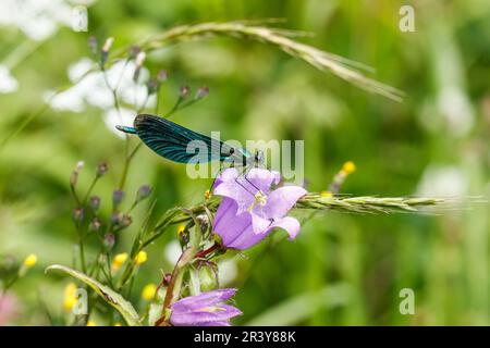 Calopteryx virgo, (männlich) Damselfly, wunderschöne demoiselle Stockfoto