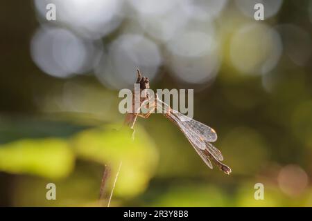 Chalcolestes viridis, bekannt als Grüne Smaragddamselfliege, westliche Weidenplantagen Stockfoto