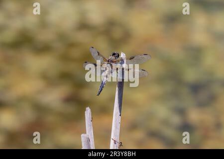 Libellula quadrimaculata, bekannt als vierfleckiger, vierfleckiger, vierfleckiger, vierfleckiger Stockfoto