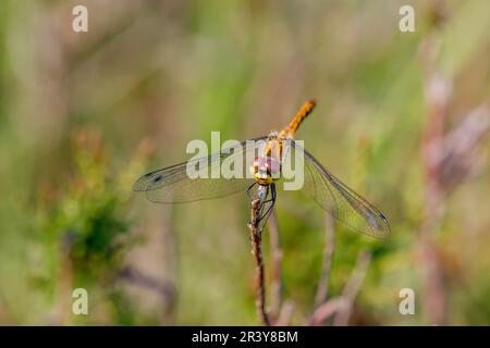 Sympetrum danae (weiblich), auch bekannt als Black Darter, Black Meadowhawk Stockfoto