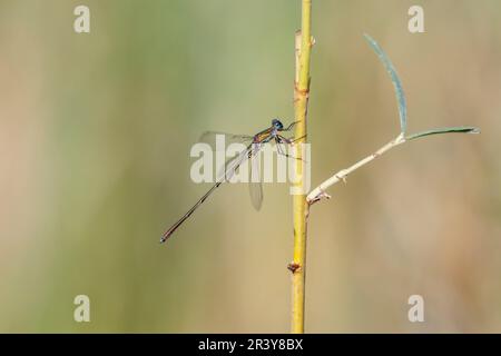 Chalcolestes viridis, bekannt als Grüne Smaragddamselfliege, westliche Weidenplantagen Stockfoto