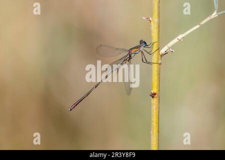 Chalcolestes viridis, bekannt als Grüne Smaragddamselfliege, westliche Weidenplantagen Stockfoto