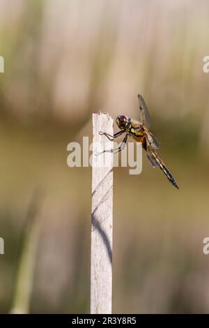 Libellula quadrimaculata, bekannt als vierfleckiger, vierfleckiger, vierfleckiger, vierfleckiger Stockfoto