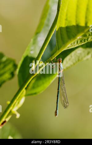Chalcolestes viridis, bekannt als Grüne Smaragddamselfliege, westliche Weidenplantagen Stockfoto