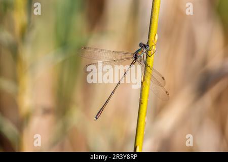 Chalcolestes viridis, bekannt als Grüne Smaragddamselfliege, westliche Weidenplantagen Stockfoto