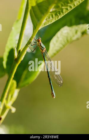 Chalcolestes viridis, bekannt als Grüne Smaragddamselfliege, westliche Weidenplantagen Stockfoto