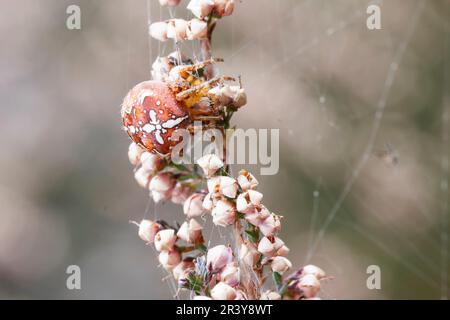 Araneus quadratus, auch bekannt als Vierfleck-Orbenweber (Männlich, dunkle Form) Stockfoto