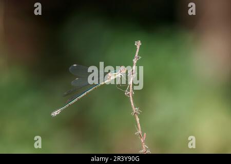 Chalcolestes viridis, bekannt als Grüne Smaragddamselfliege, westliche Weidenplantagen Stockfoto