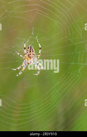 Araneus quadratus, bekannt als der 4-Punkt-Orb-Weaver Stockfoto