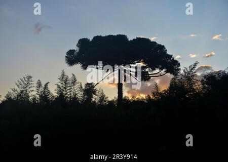 Typischer Baum aus Südbrasilien. Es wächst an hohen und kalten Orten auf dem Land. Stockfoto