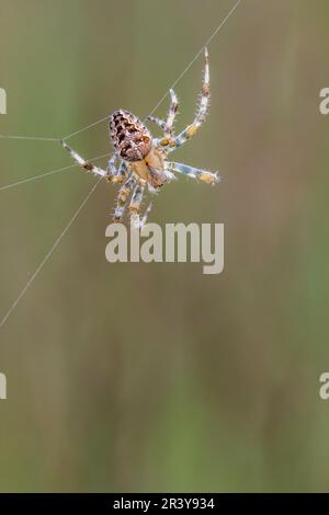 Araneus diadematus, bekannt als Gartenspinne, Diadem-Spinne, Kreuzspinne, gekrönte Orbinweberin Stockfoto
