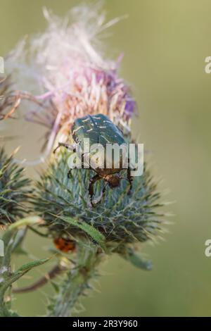 Cetonia aurata, bekannt als Rosenscheuer, Grüner Rosenscheuer, Goldschmied-Käfer Stockfoto