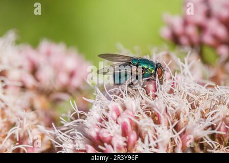 Lucilia sericata, bekannt als Blaue Fliege, europäische grüne Fliege, Schafgrüne Fliege Stockfoto