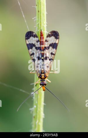 Panorpa communis, bekannt als Skorpionfliege (weiblich) Stockfoto