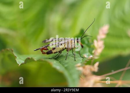 Panorpa communis, bekannt als Skorpionfliege (männlich) Stockfoto