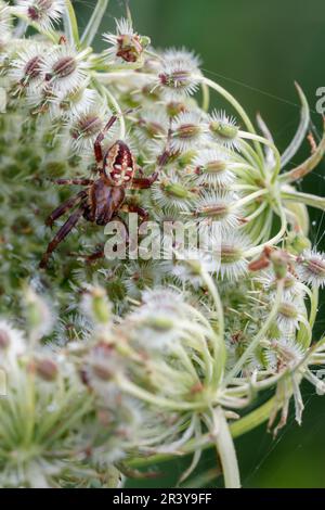 Araneus quadratus, auch bekannt als Vierfleck-Orbenweber (Männlich, dunkle Form) Stockfoto