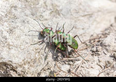 Cicindela campestris, gemeinhin bekannt als grüner Tigerkäfer (Copula) Stockfoto