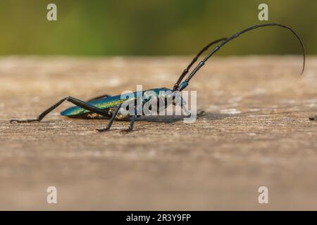 Aromia moschata, bekannt als Moschuskäfer, Longhornkäfer Stockfoto