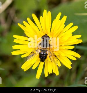 Eristalis tenax, bekannt als Common Drohne Fly, Drohne Fly, Dronefly, Hoverfly Stockfoto