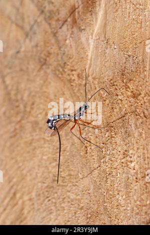 Rhyssa persuasoria, auch bekannt als Riesenichneumon, Sabre Wespe, große Ichneumon-Wespe Stockfoto