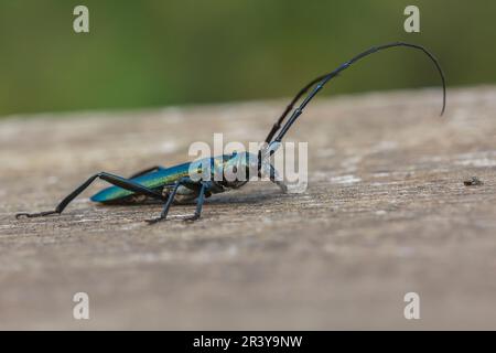 Aromia moschata, bekannt als Moschuskäfer, Longhornkäfer Stockfoto