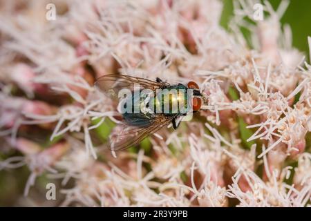 Lucilia sericata, bekannt als Blaue Fliege, europäische grüne Fliege, Schafgrüne Fliege Stockfoto