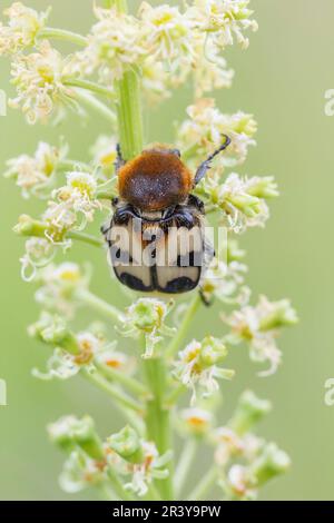 Trichius fasciatus, Bienenscheuer, Bienenkäfer, Eurasischer Bienenkäfer, aus Niedersachsen, Deutschland Stockfoto