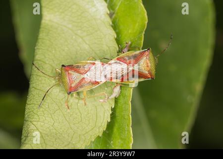 Acanthosoma haemorrhoidiale, bekannt als Hawthorn-Schildkäfer, Hawthorn-Schildkäfer Stockfoto