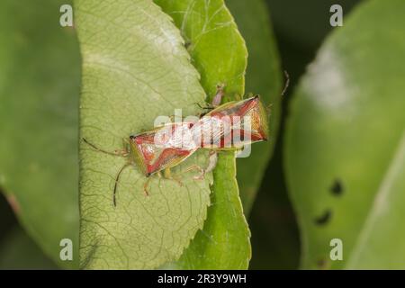 Acanthosoma haemorrhoidiale, bekannt als Hawthorn-Schildkäfer, Hawthorn-Schildkäfer Stockfoto