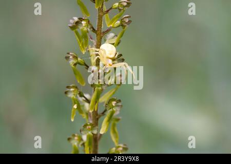 Misumena vatia, auch bekannt als Goldenrod Crab Spinne, Blume Spinne, Blume Crab Spinne Stockfoto
